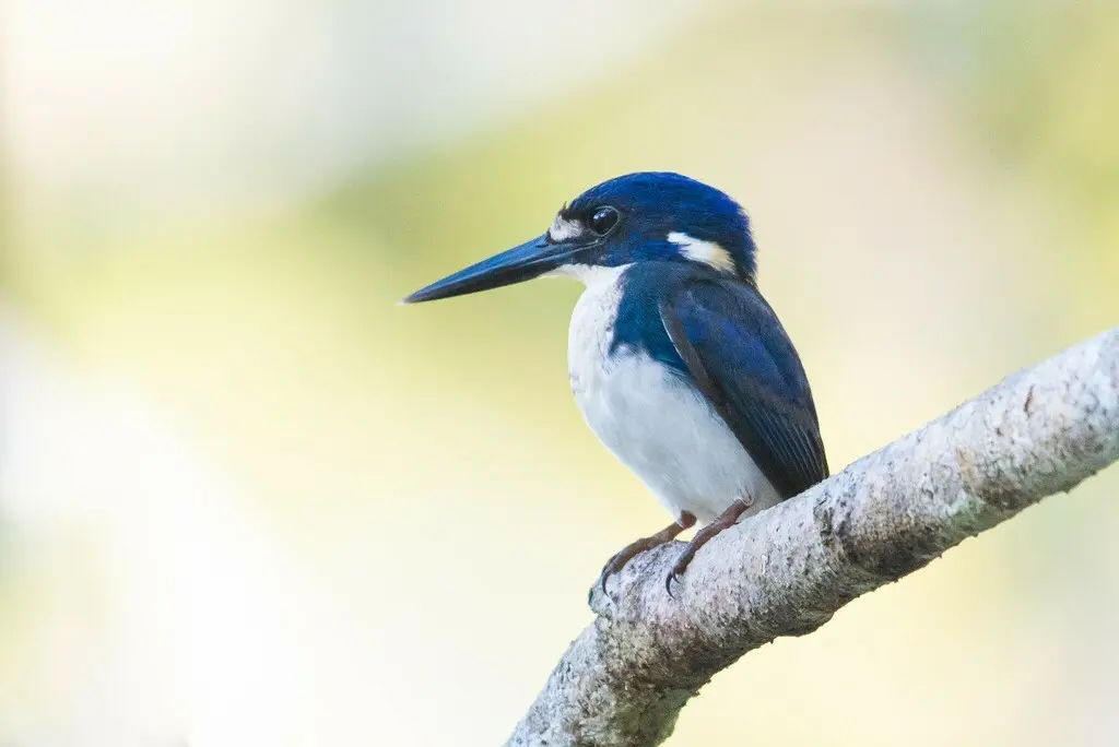 小翠鸟(Ceyx pusillus)