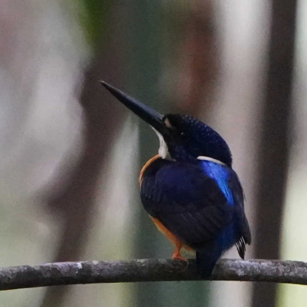巴布亚三趾翠鸟(Ceyx solitarius)