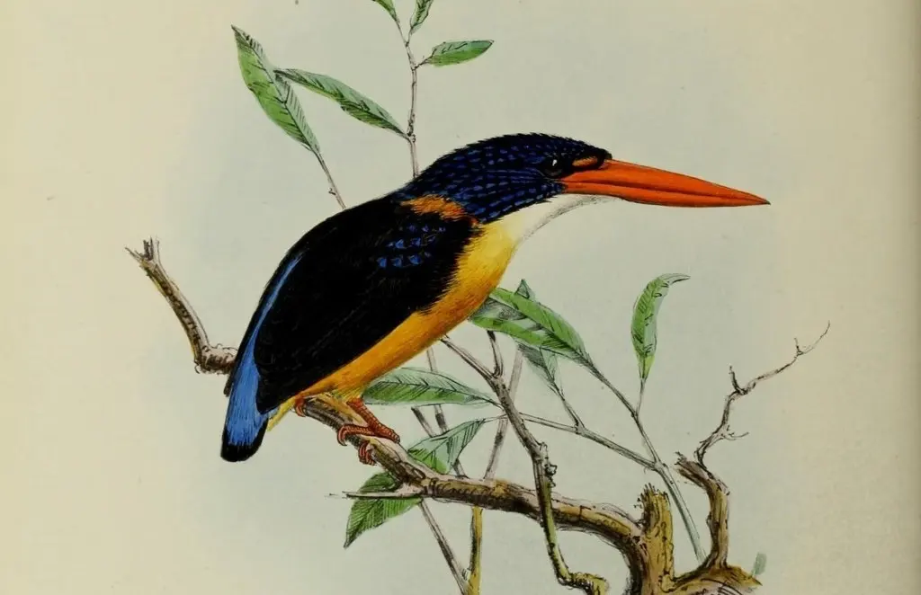 苏拉三趾翠鸟(Ceyx wallacii)