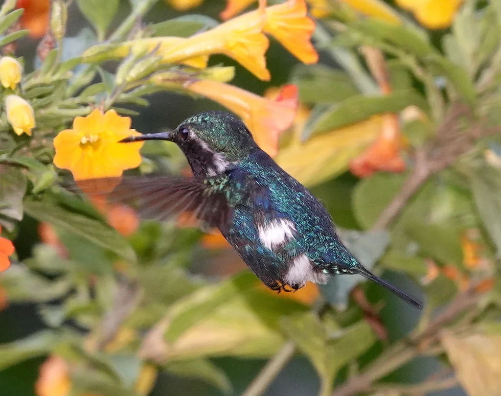圣玛尔塔林蜂鸟(Chaetocercus astreans)