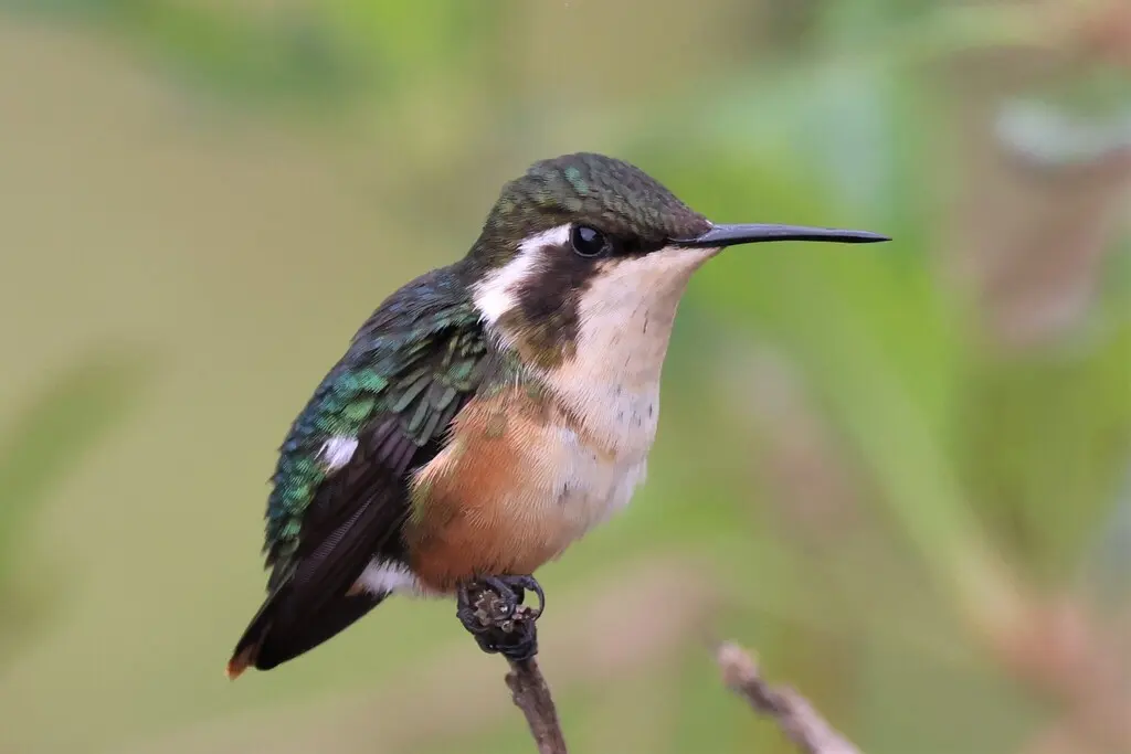 圣玛尔塔林蜂鸟(Chaetocercus astreans)