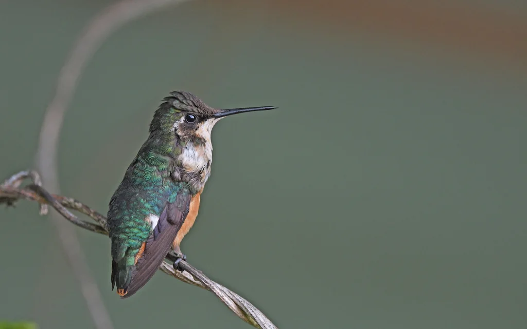 圣玛尔塔林蜂鸟(Chaetocercus astreans)