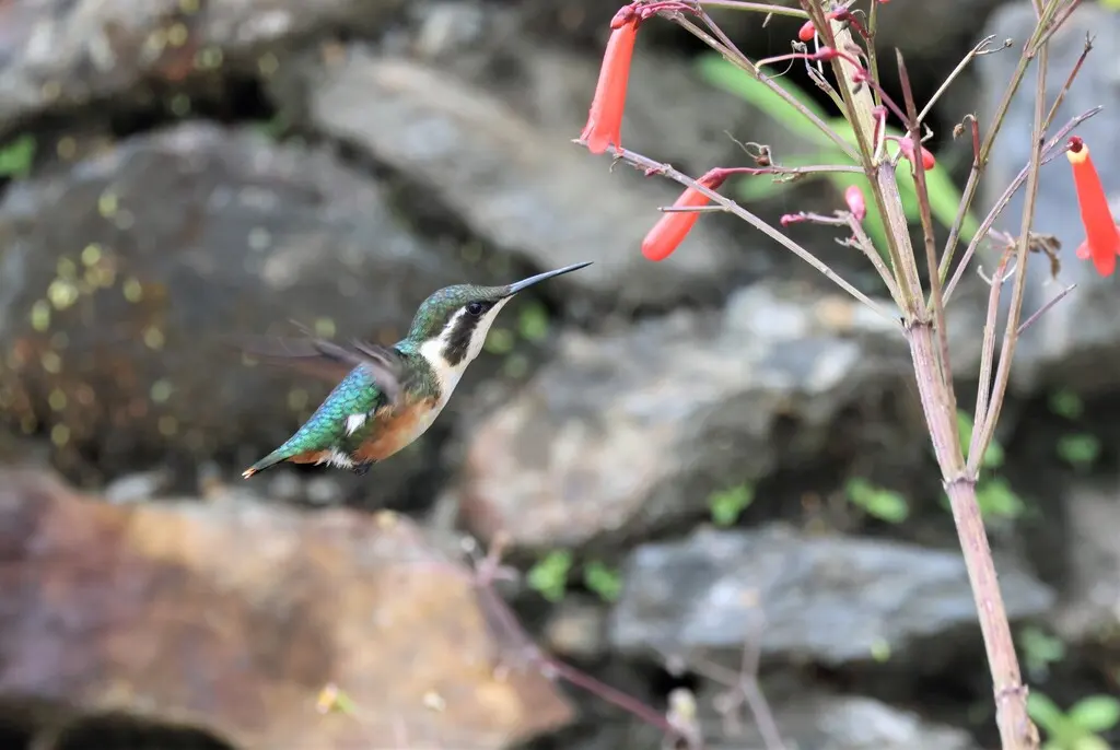 圣玛尔塔林蜂鸟(Chaetocercus astreans)