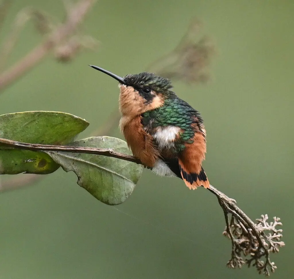 粉髯林蜂鸟(Chaetocercus heliodor)