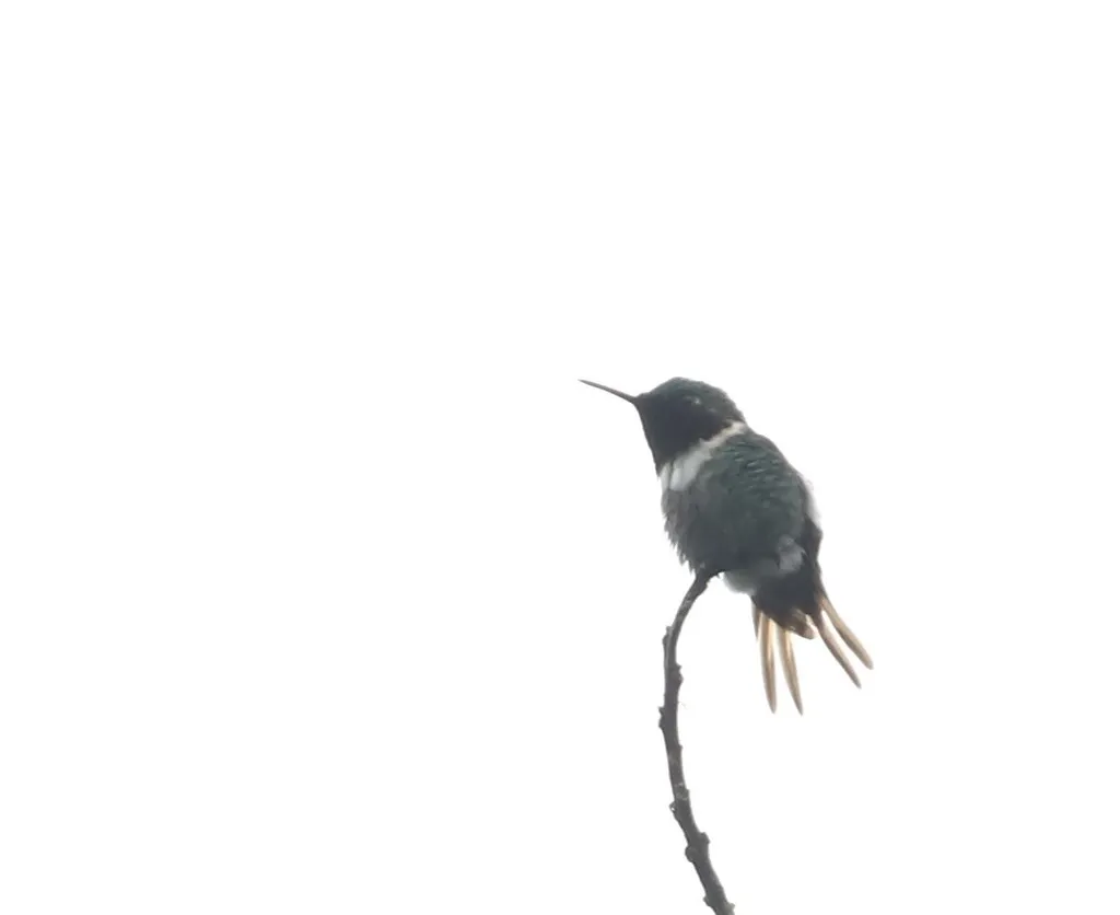 棕尾林蜂鸟(Chaetocercus jourdanii)
