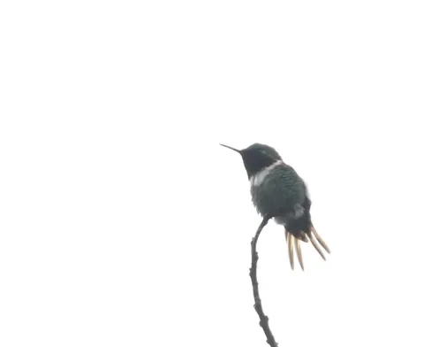 棕尾林蜂鸟