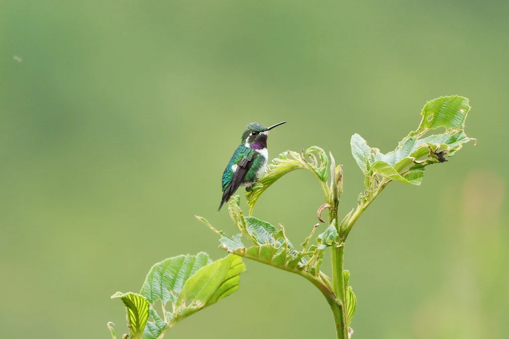 白腹林蜂鸟(Chaetocercus mulsant)