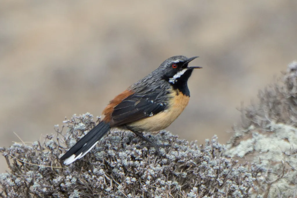 橙胸岩鸫(Chaetops aurantius)