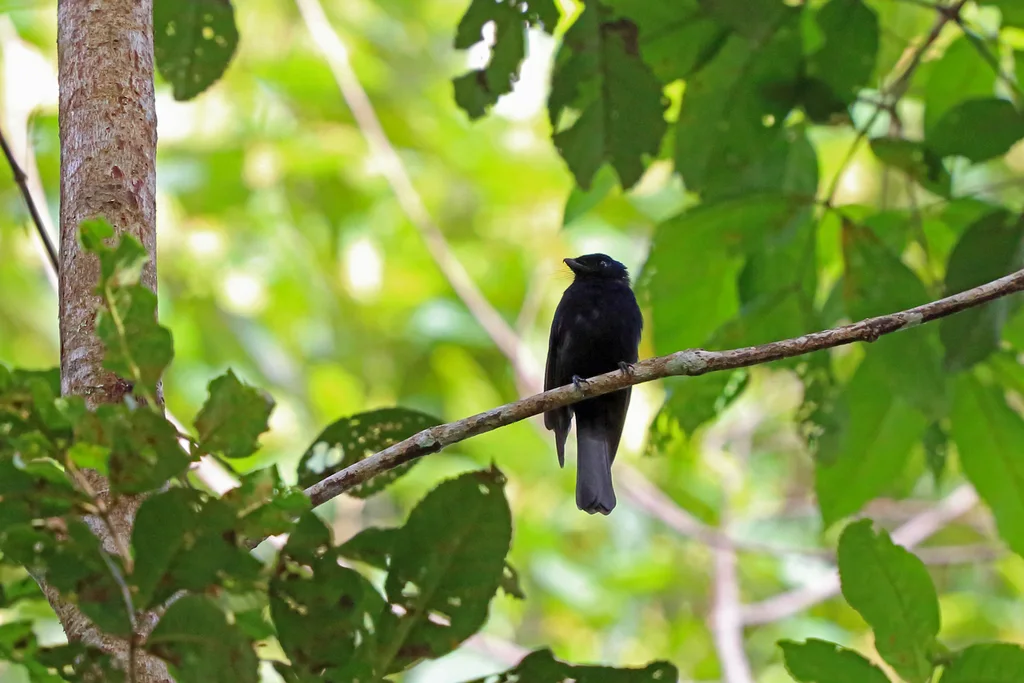 须嘴扇尾鹟(Chaetorhynchus papuensis)