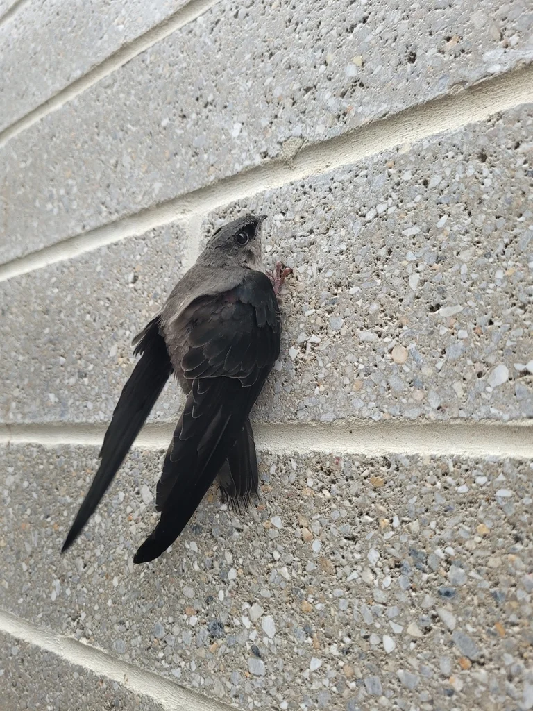 烟囱雨燕（Chaetura pelagica）