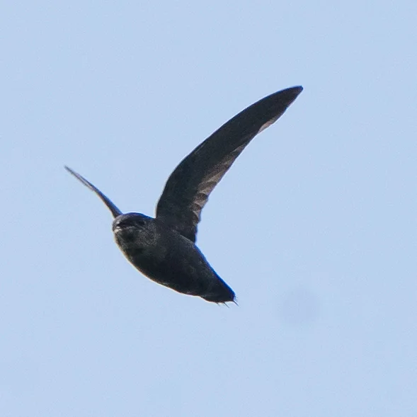 斑腰雨燕(Chaetura spinicaudus)