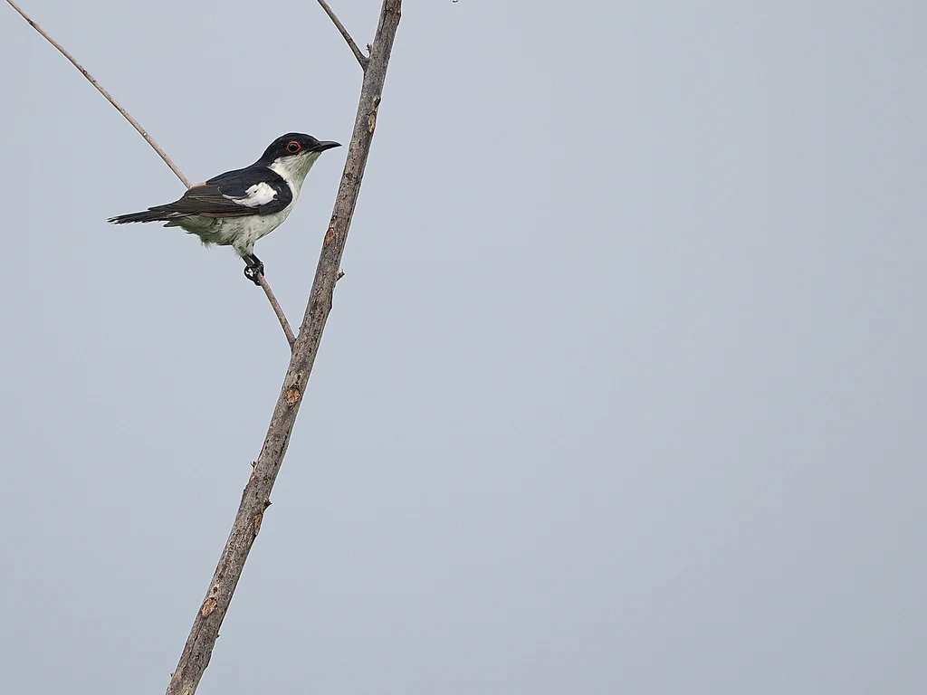 斑翅金鹃(Chalcites crassirostris)