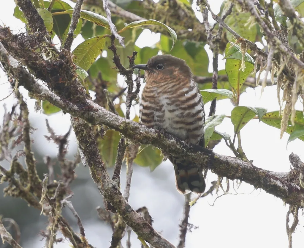 红喉金鹃（Chalcites ruficollis）