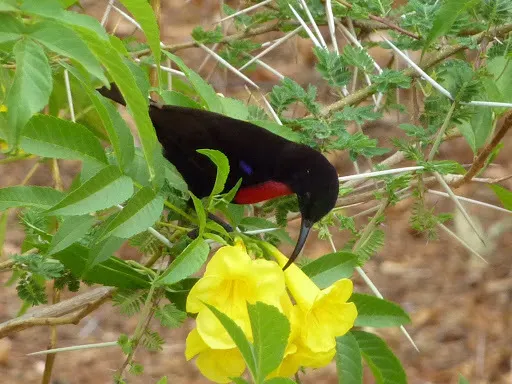 亨氏花蜜鸟(Chalcomitra hunteri)