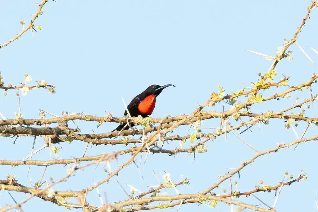 亨氏花蜜鸟(Chalcomitra hunteri)