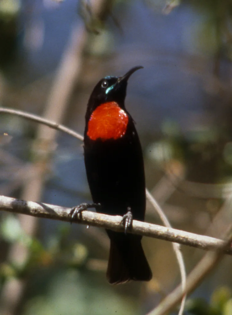 亨氏花蜜鸟(Chalcomitra hunteri)