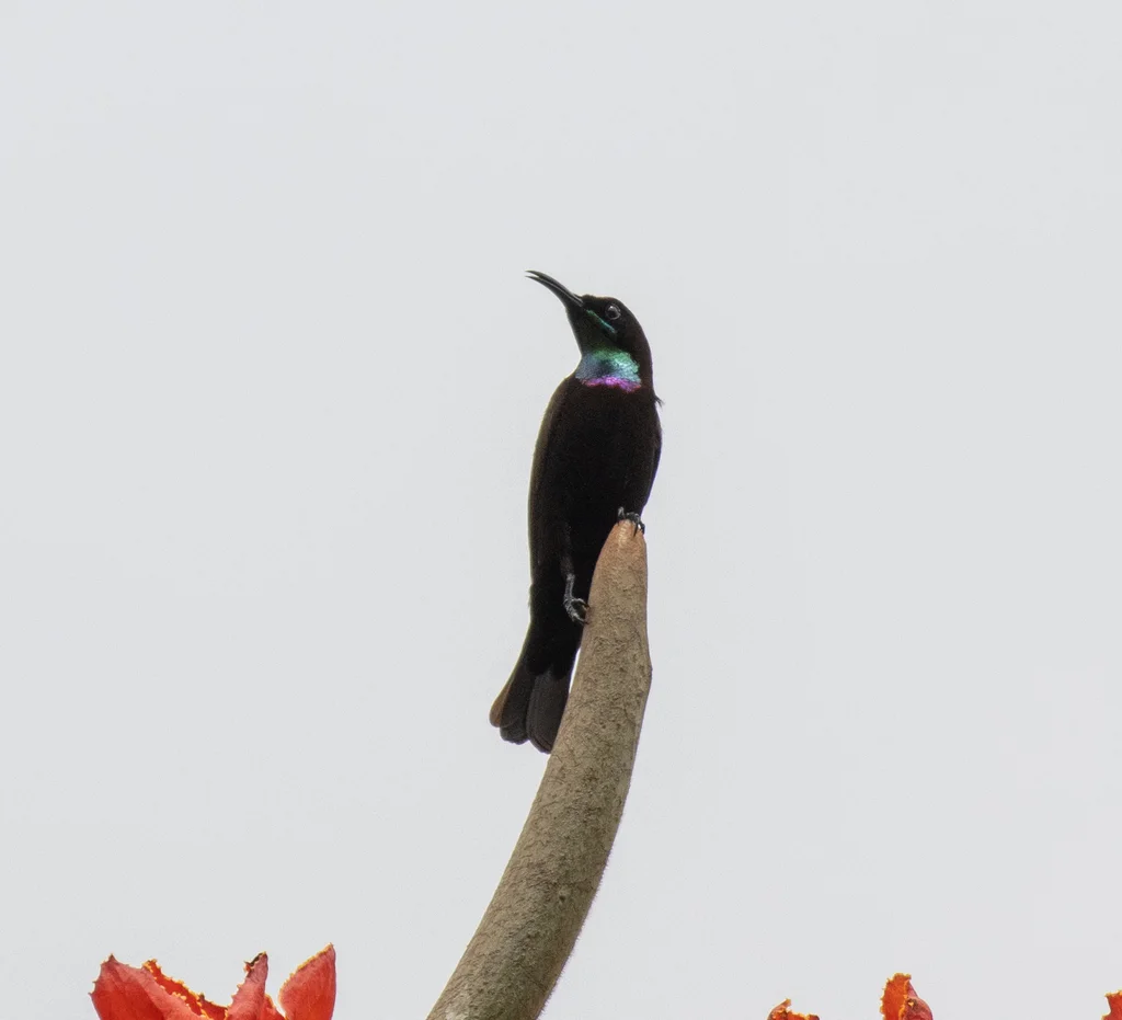 绿喉花蜜鸟(Chalcomitra rubescens)