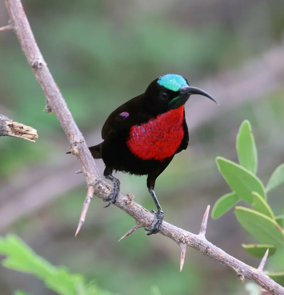 赤胸花蜜鸟(Chalcomitra senegalensis)