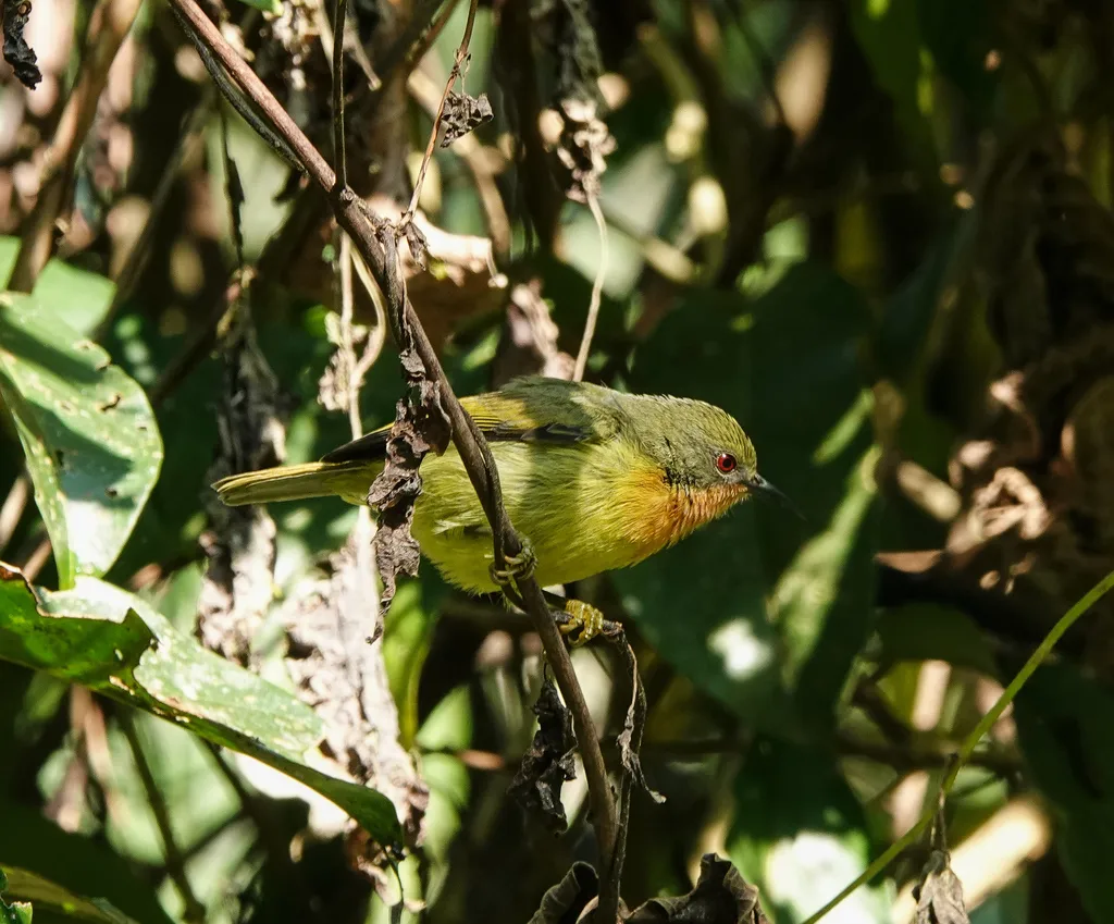 紫颊直嘴太阳鸟(Chalcoparia singalensis)
