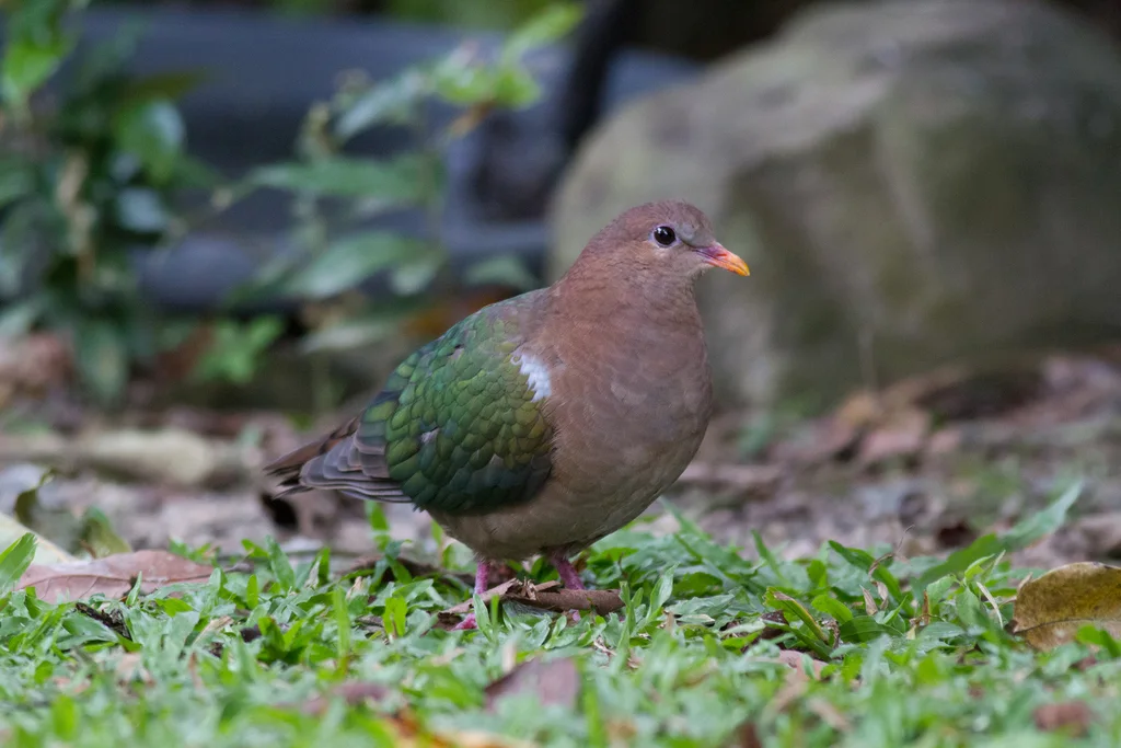 太平洋金鸠(Chalcophaps longirostris)