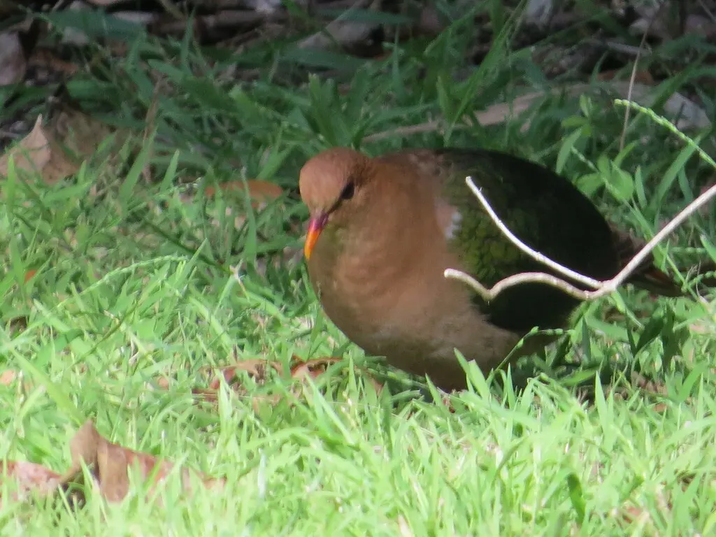 太平洋金鸠(Chalcophaps longirostris)