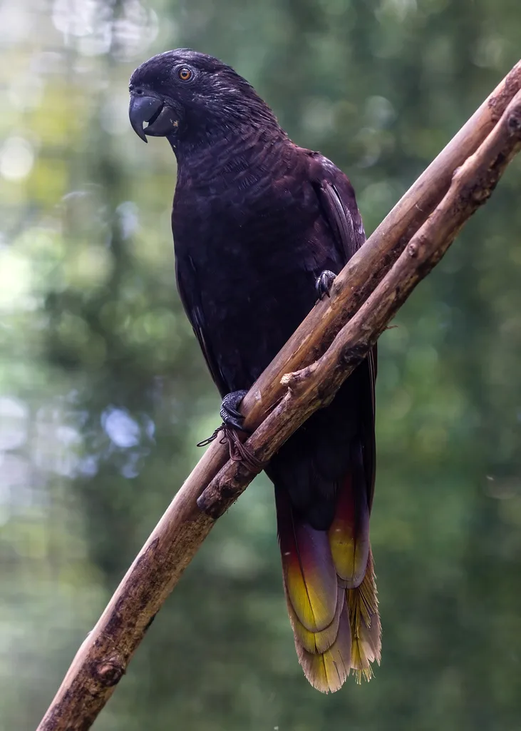 黑鹦鹉(Chalcopsitta atra)