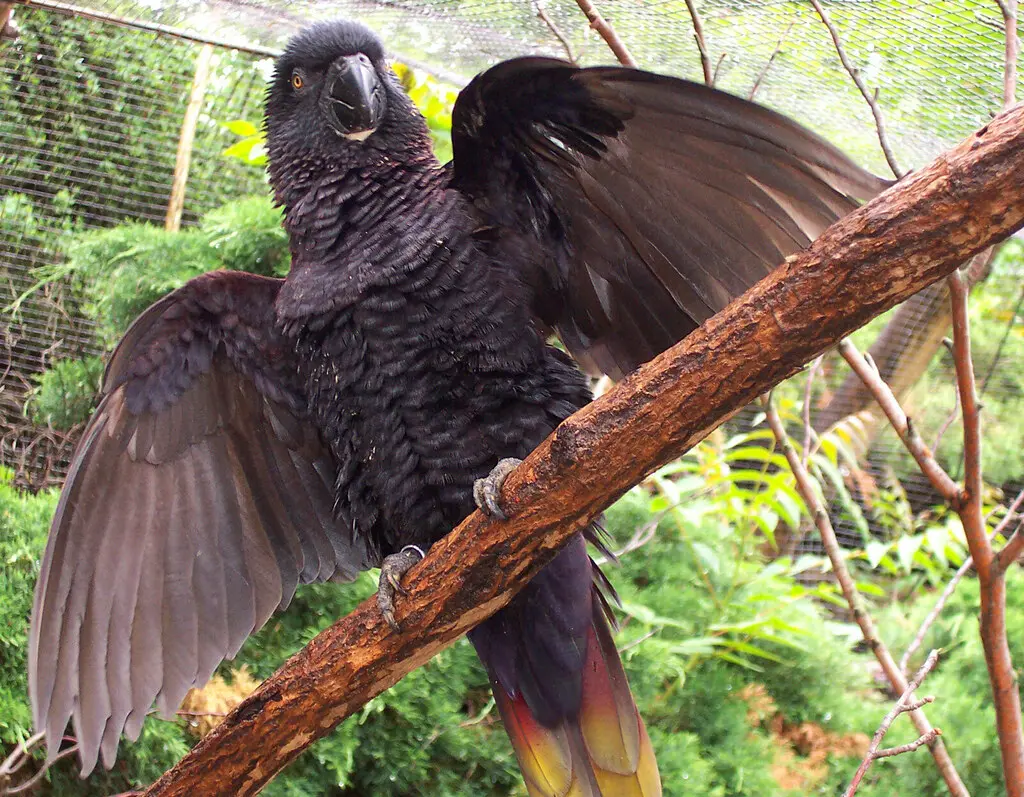 黑鹦鹉(Chalcopsitta atra)