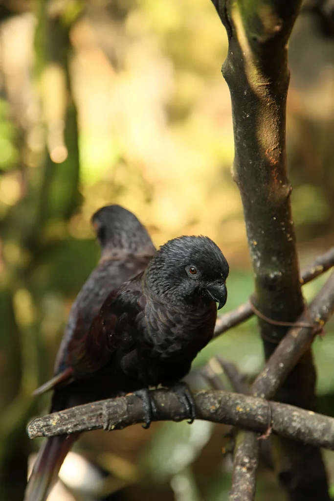 黑鹦鹉(Chalcopsitta atra)