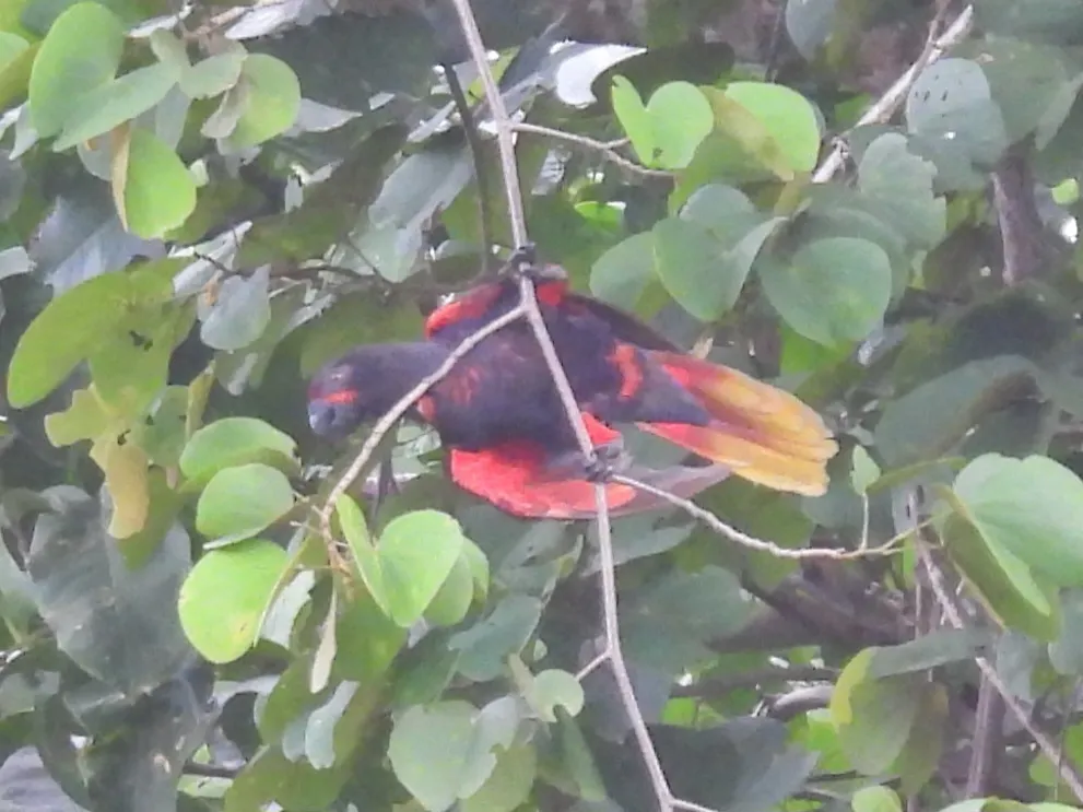 黑鹦鹉(Chalcopsitta atra)