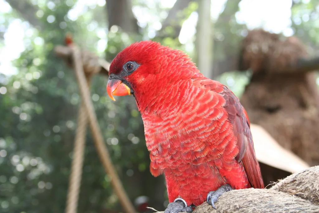 暗红鹦鹉(Chalcopsitta cardinalis)
