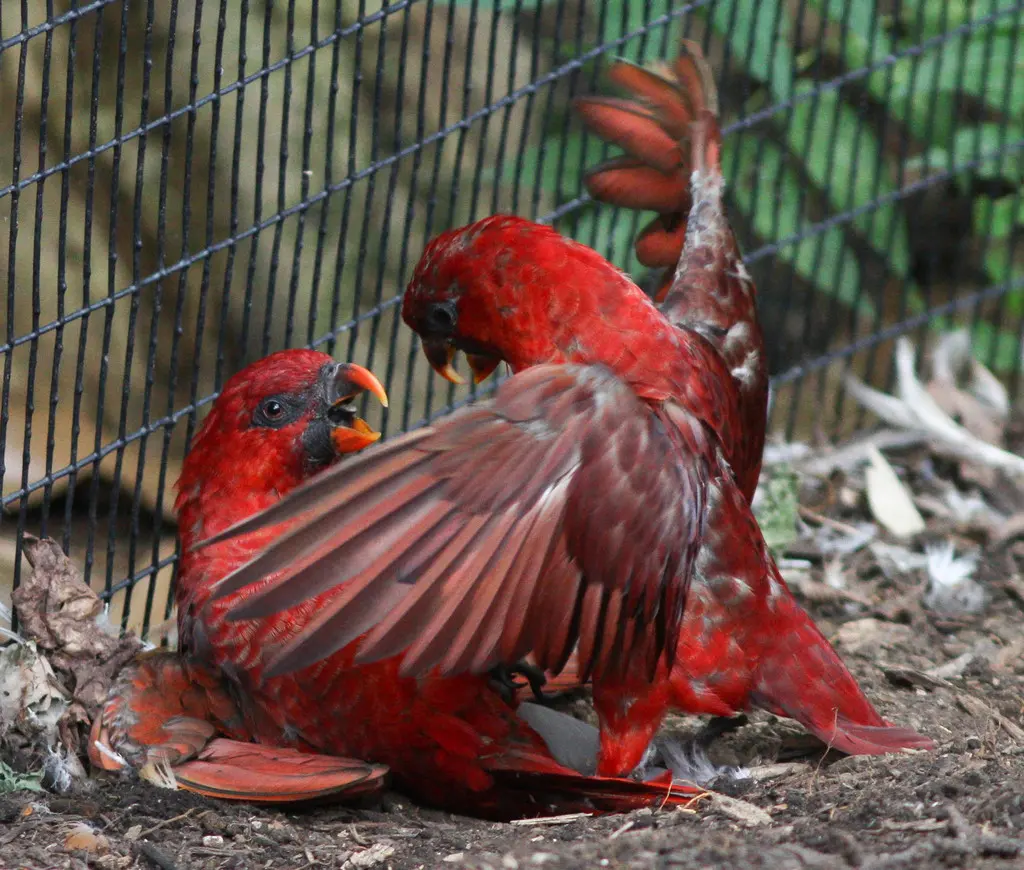 暗红鹦鹉(Chalcopsitta cardinalis)