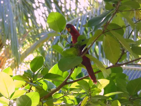暗红鹦鹉
