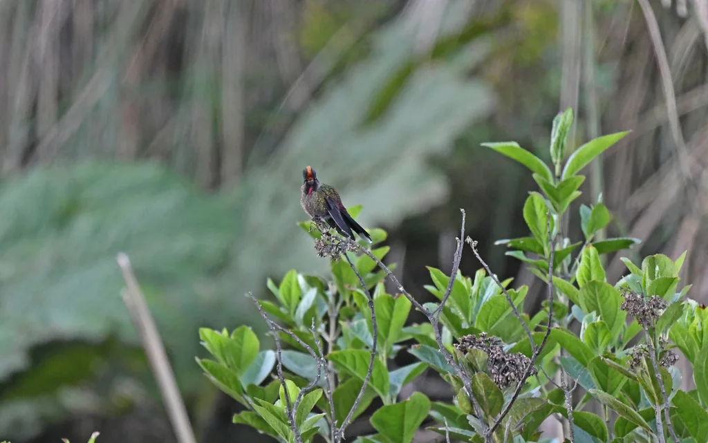 彩须尖嘴蜂鸟(Chalcostigma herrani)