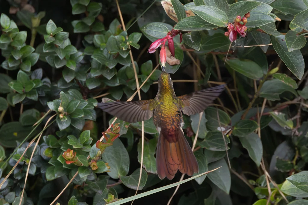 铜尾尖嘴蜂鸟(Chalcostigma heteropogon)