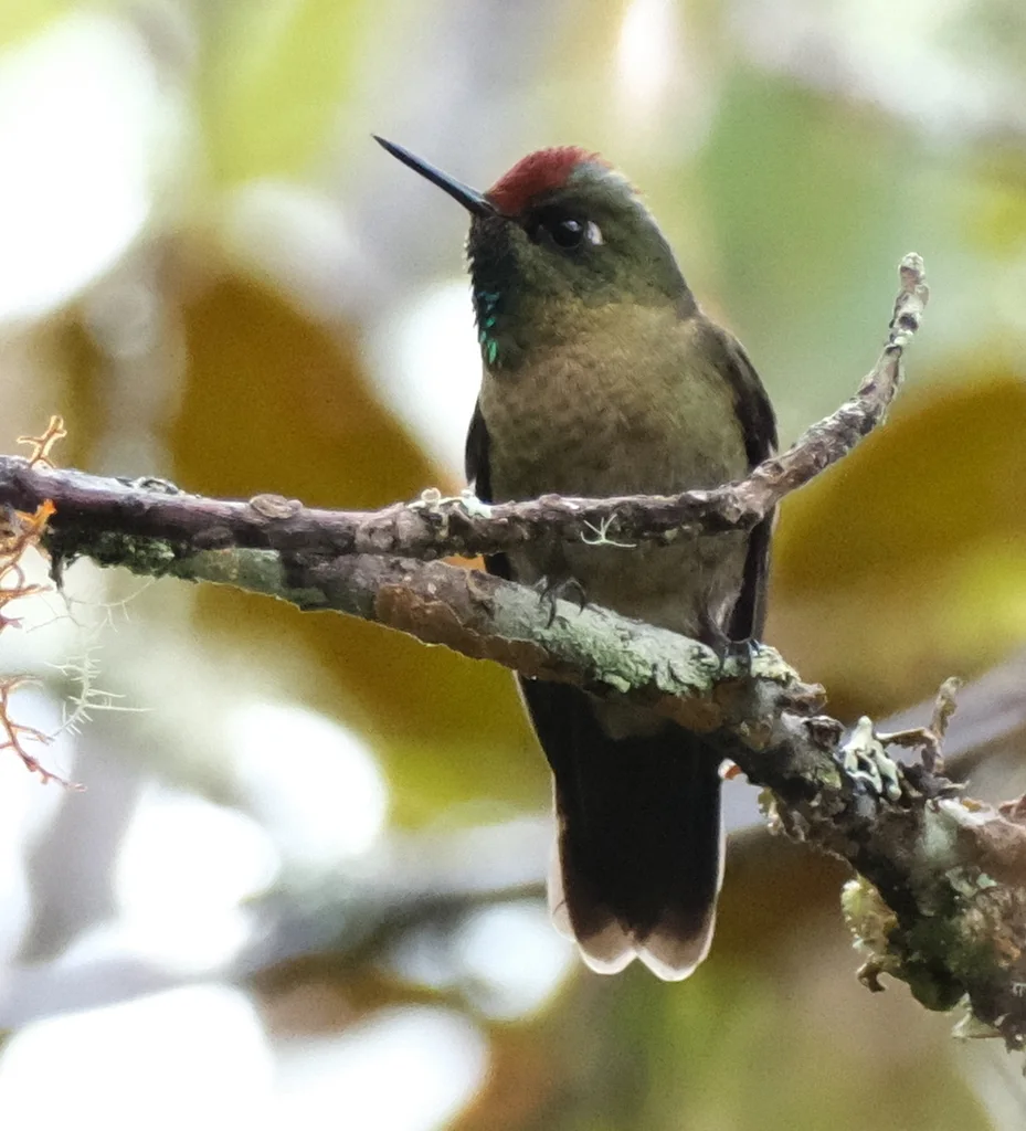 棕顶尖嘴蜂鸟(Chalcostigma ruficeps)