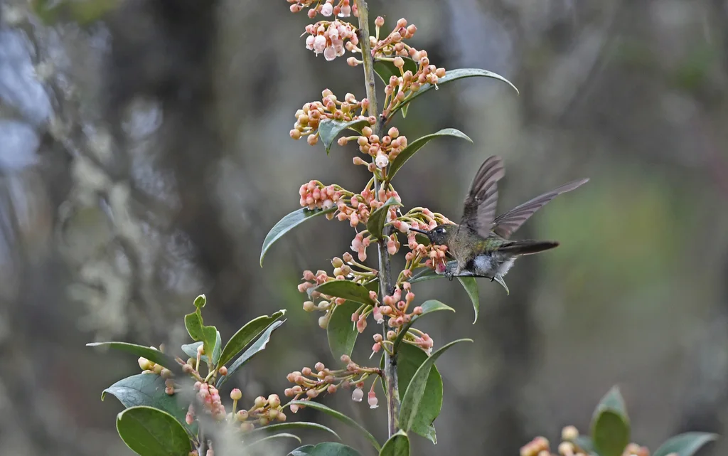 棕顶尖嘴蜂鸟(Chalcostigma ruficeps)