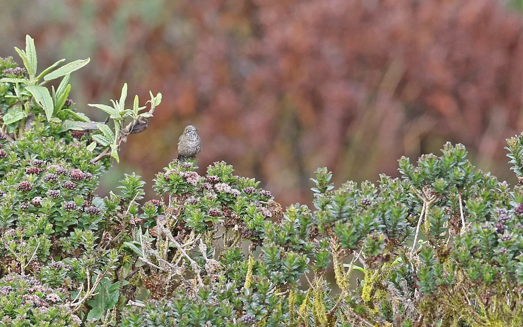 蓝背尖嘴蜂鸟(Chalcostigma stanleyi)