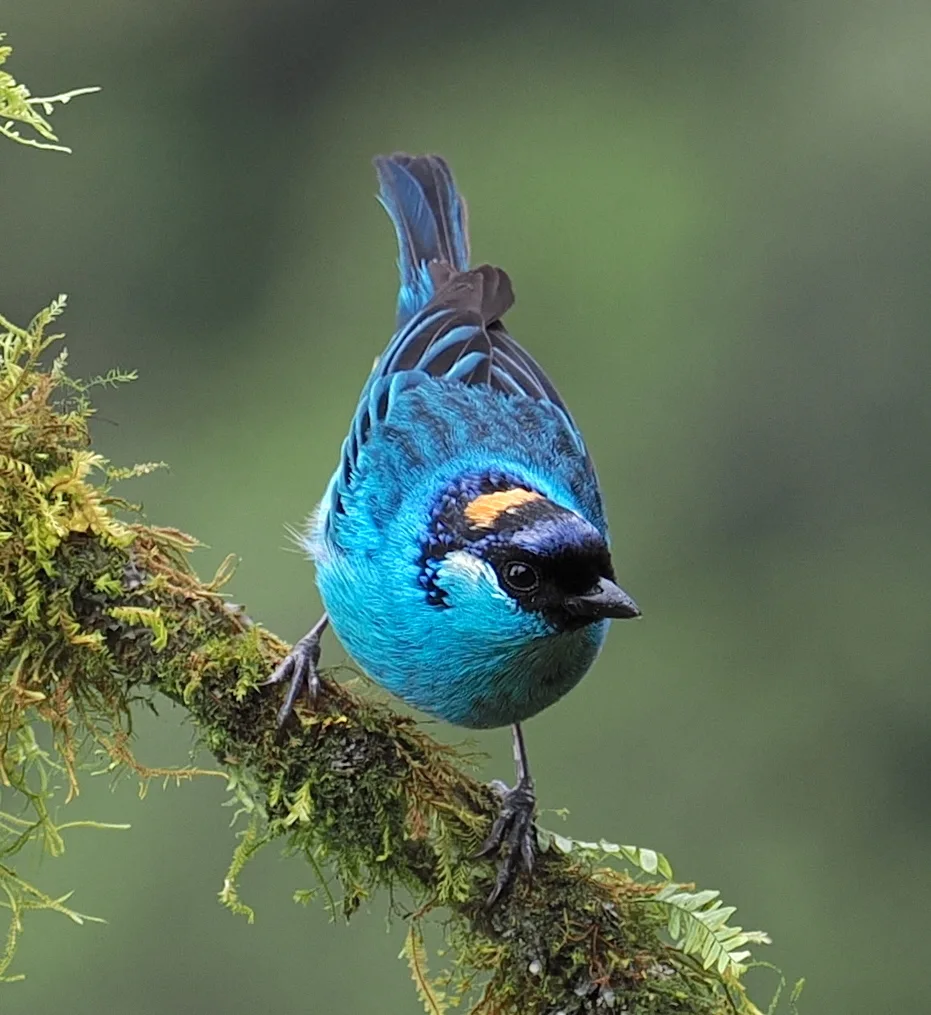 金颈靓唐纳雀(Chalcothraupis ruficervix)