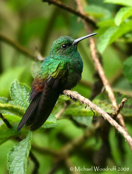 斑胸棕尾蜂鸟(Chalybura urochrysia)