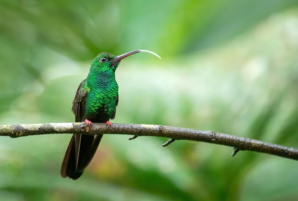 斑胸棕尾蜂鸟(Chalybura urochrysia)