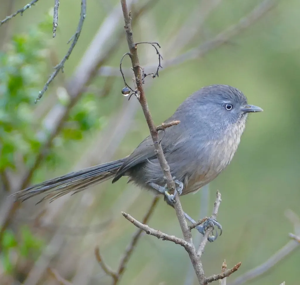 鹪雀莺(Chamaea fasciata)