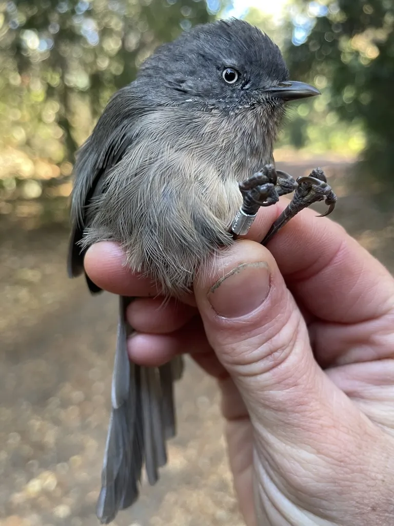 鹪雀莺(Chamaea fasciata)