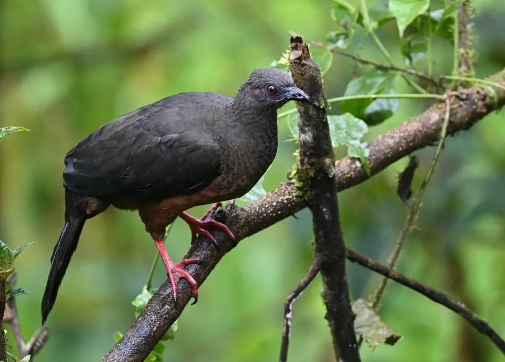 褐镰翅冠雉(Chamaepetes goudotii)