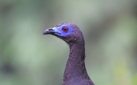 褐镰翅冠雉