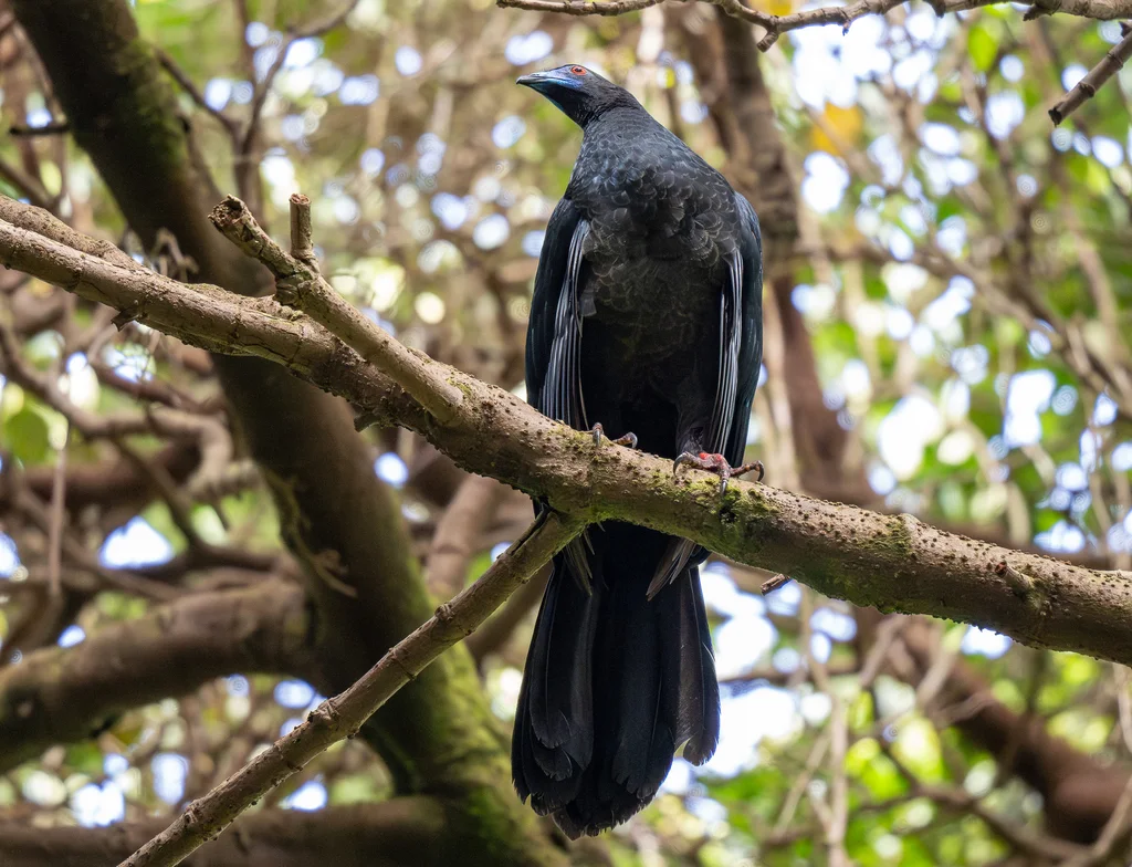 黑镰翅冠雉(Chamaepetes unicolor)