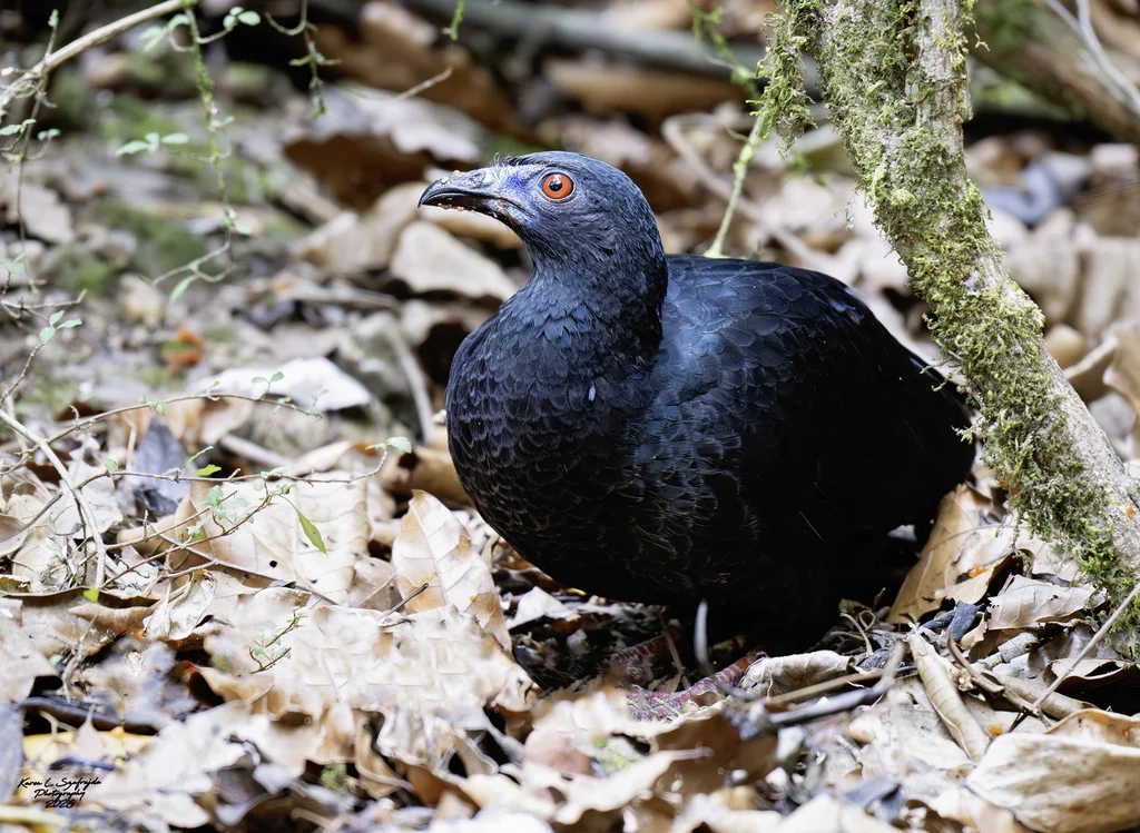 黑镰翅冠雉(Chamaepetes unicolor)