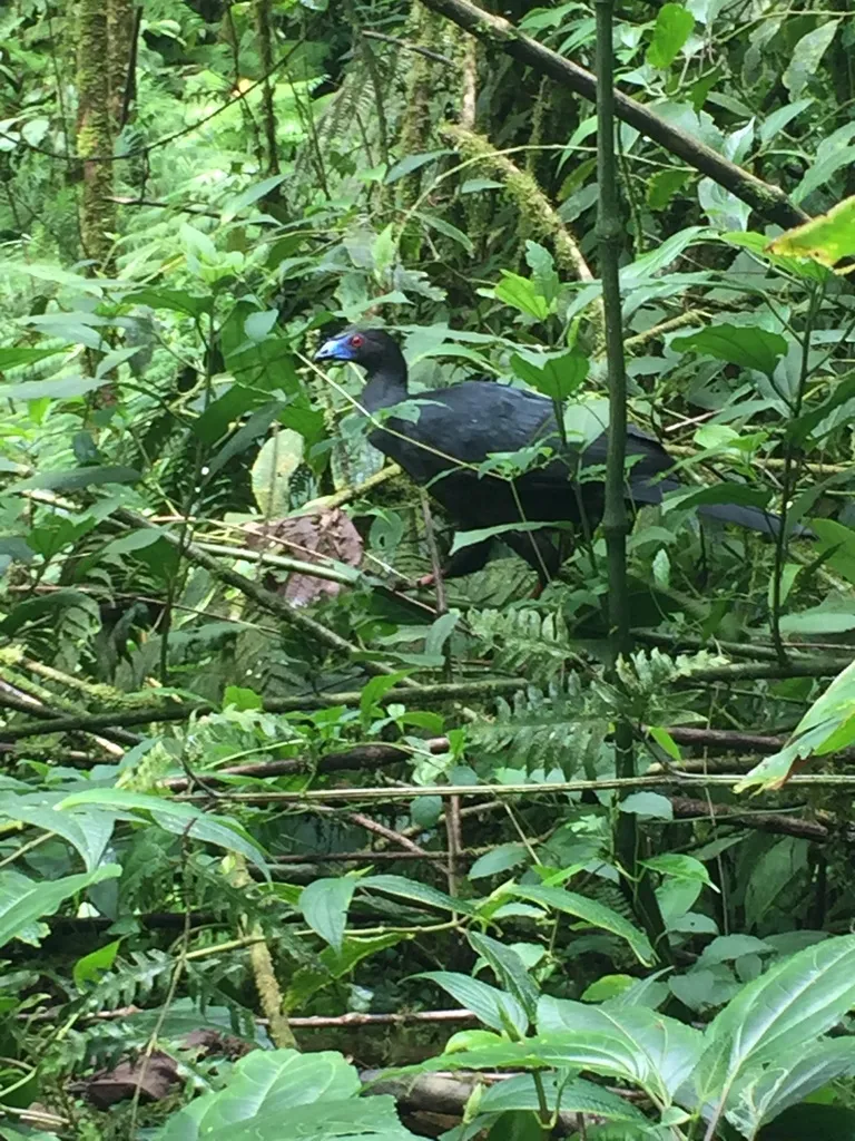 黑镰翅冠雉(Chamaepetes unicolor)