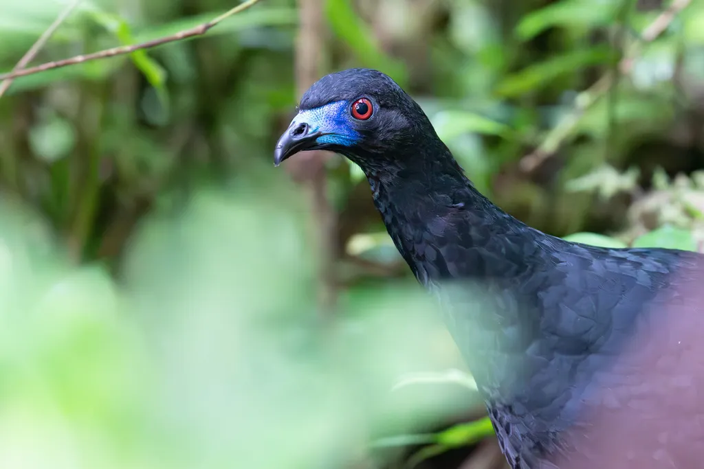 黑镰翅冠雉(Chamaepetes unicolor)