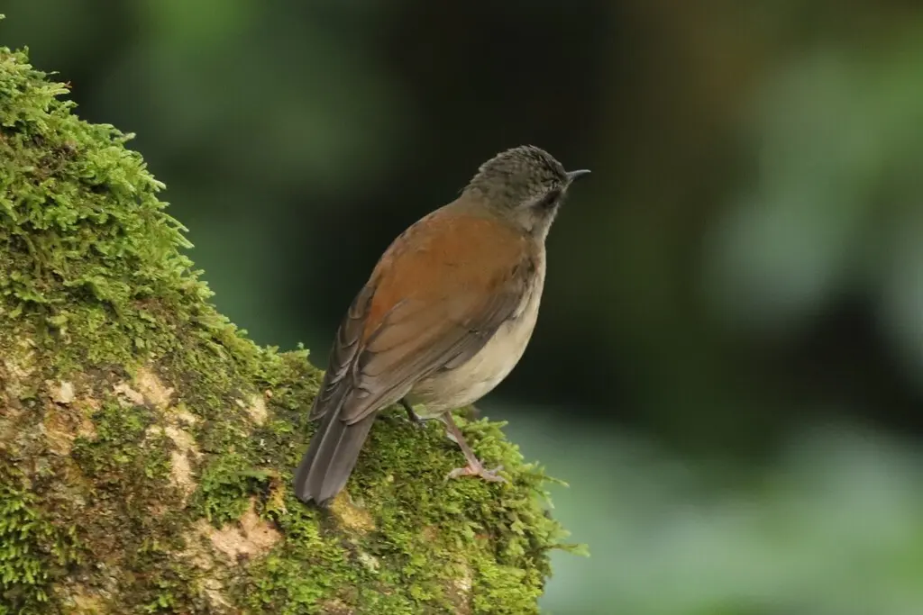 褐胸鸲鸫(Chamaetylas poliocephala)