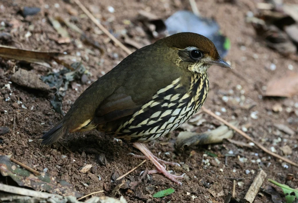 短尾蚁鸫(Chamaeza campanisona)
